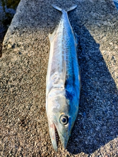 サゴシの釣果