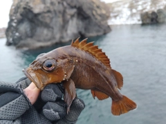 エゾメバルの釣果