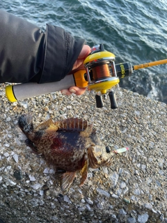 ムラソイの釣果