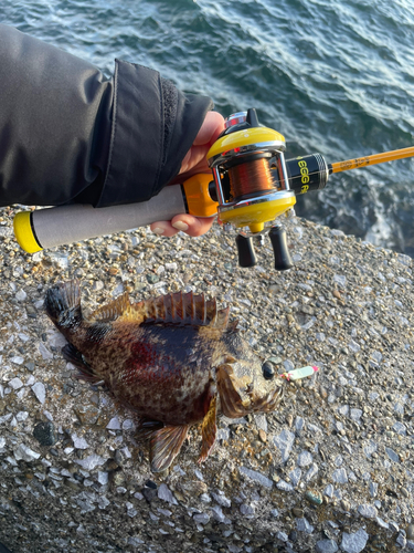 ムラソイの釣果