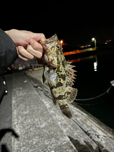 タケノコメバルの釣果