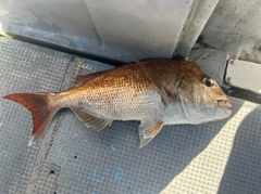 マダイの釣果