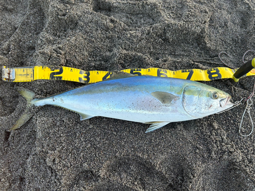 ブリの釣果