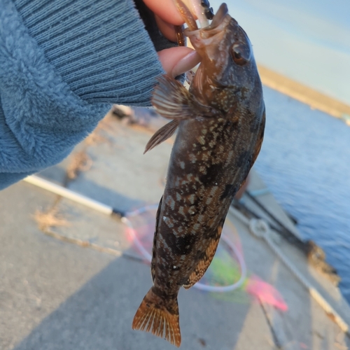 アイナメの釣果