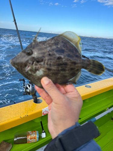 カワハギの釣果