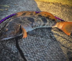 アイナメの釣果