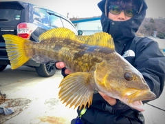 アイナメの釣果