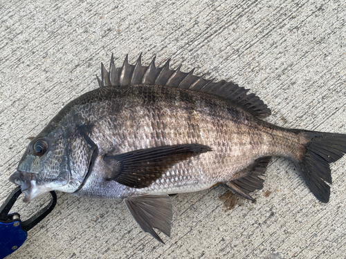 チヌの釣果