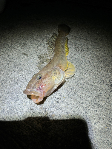 ハゼの釣果