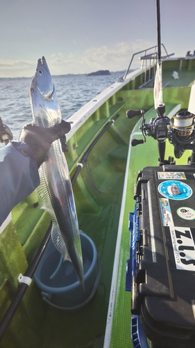 タチウオの釣果