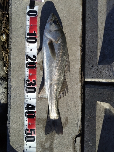 シーバスの釣果