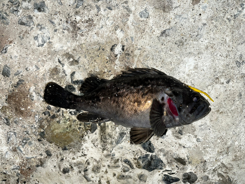 ソイの釣果