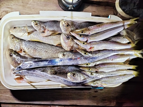 ニベの釣果