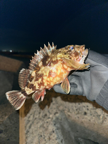 カサゴの釣果