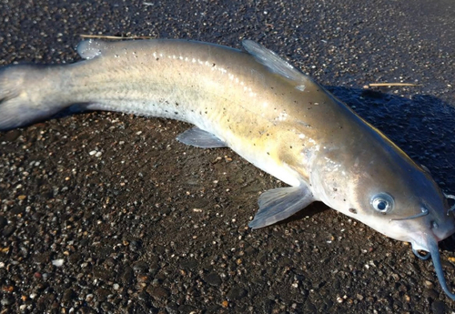 アメリカナマズの釣果