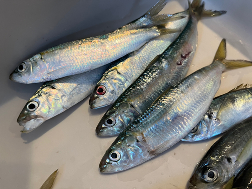 カタボシイワシの釣果