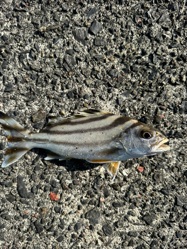 コトヒキの釣果