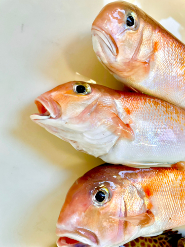 シロアマダイの釣果