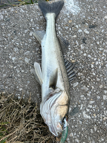 シーバスの釣果