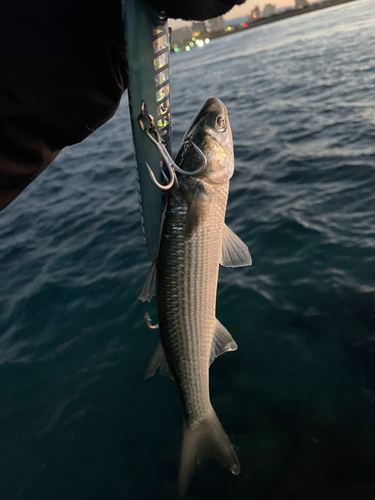 ボラの釣果