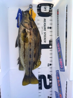 シマイサキの釣果