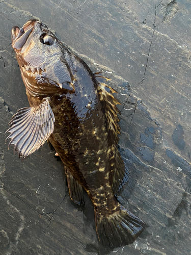 ムラソイの釣果