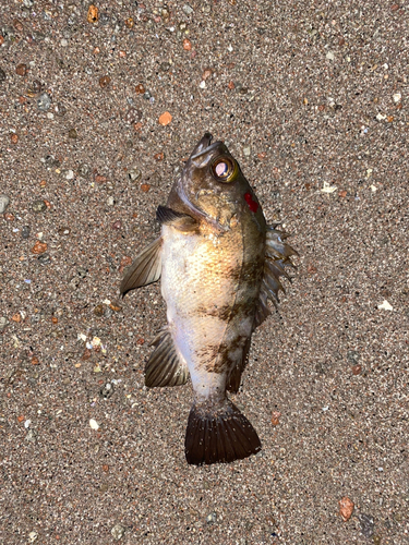 アカメバルの釣果