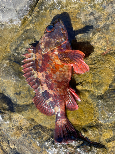 カサゴの釣果