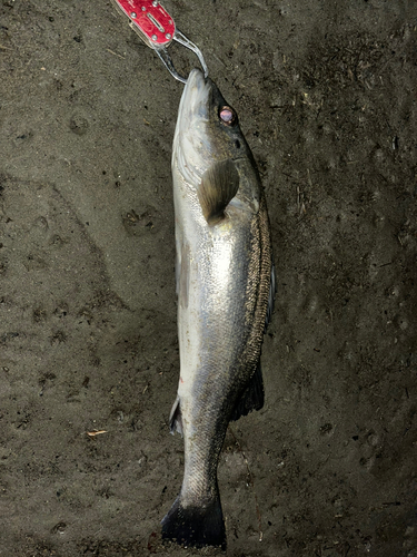 スズキの釣果