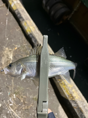 セイゴ（マルスズキ）の釣果