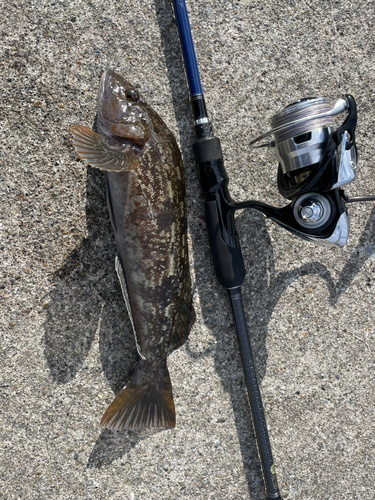 アイナメの釣果