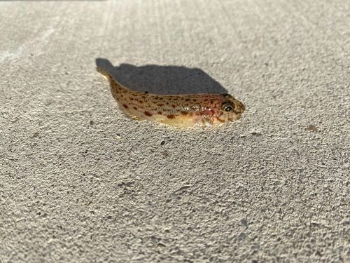 サビハゼの釣果