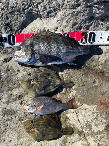 クロダイの釣果