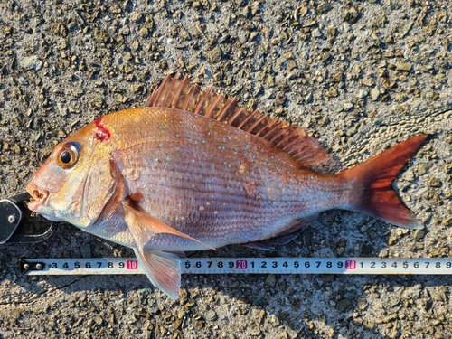 マダイの釣果