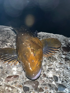 アイナメの釣果