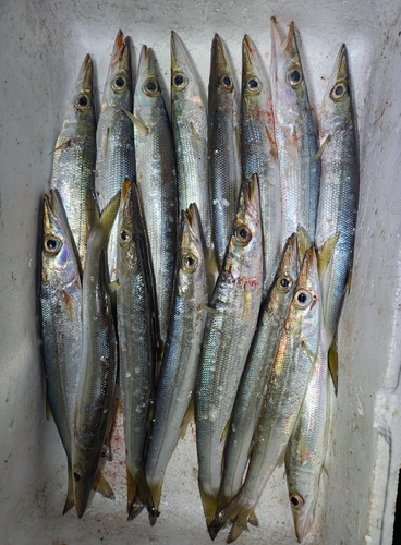 カマスの釣果