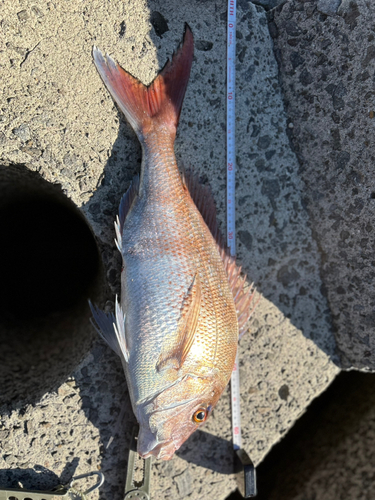 タイの釣果