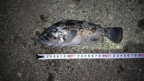 クロソイの釣果