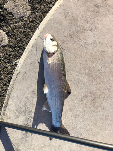 ウグイの釣果