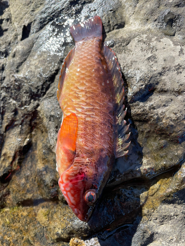 ホシササノハベラの釣果