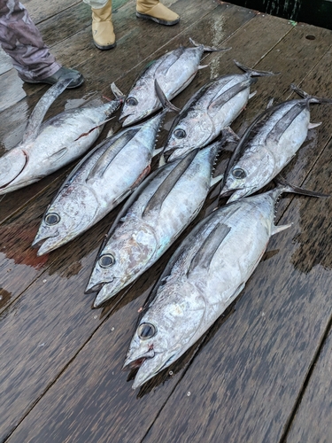 ビンチョウマグロの釣果