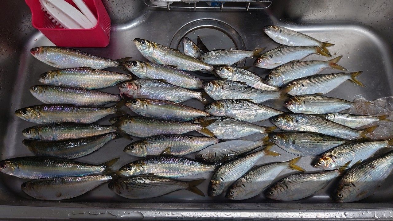 カタボシイワシ