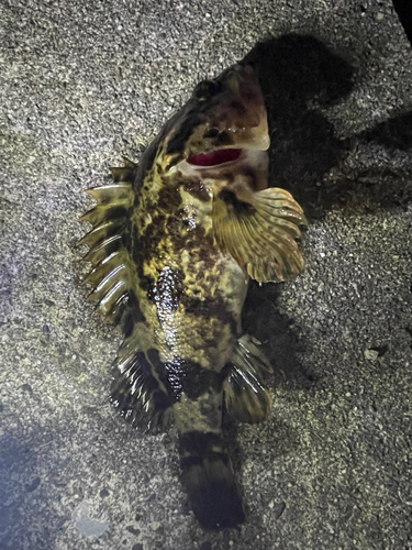 タケノコメバルの釣果