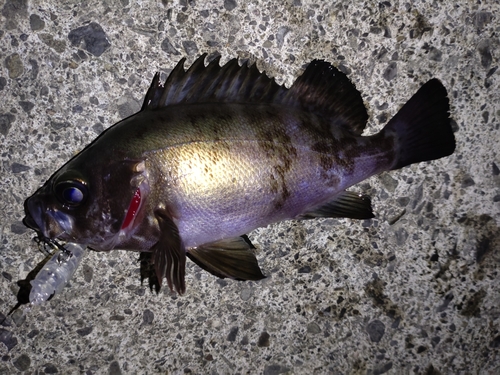 メバルの釣果