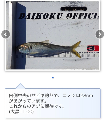 コノシロの釣果