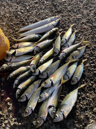 アジの釣果