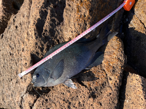 クチブトグレの釣果