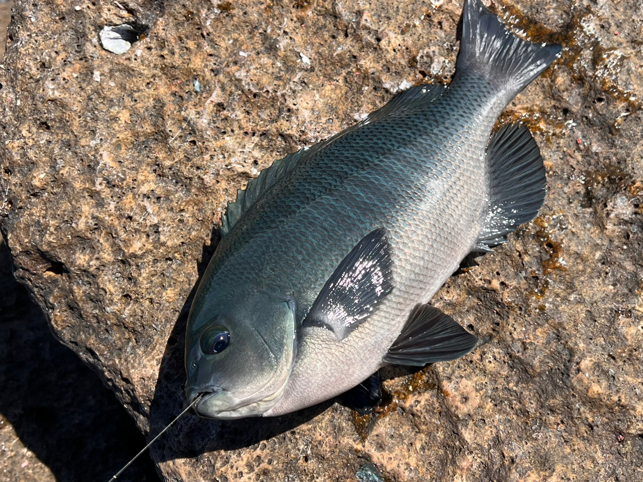 クチブトグレ