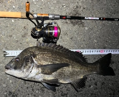 クロダイの釣果