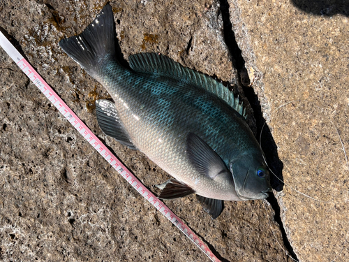 クチブトグレの釣果